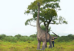 Brachiosaurus Dinosaur Statue Life Size 17.5 FT