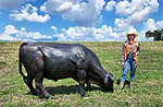 Black Angus Bull Grazing Life Size Statue Museum Quality