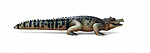 Caiman Alligator Life Size Statue 8FT realistic Museum Quality