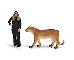 Cougar Statue True Life Size Realistic Museum Quality