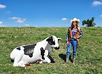 Cow Sitting Statue Life Size Holstein Black and White