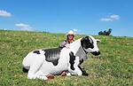 Cow Sitting Statue Life Size Holstein Black and White