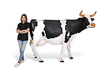 Holstein Cow Life Size Statue