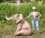 Elephant Sitting Statue