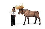 Moose Statue Real Size Museum Quality
