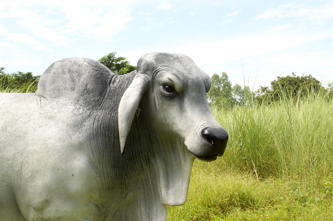 Brahman Bull Life Size Statue Gray