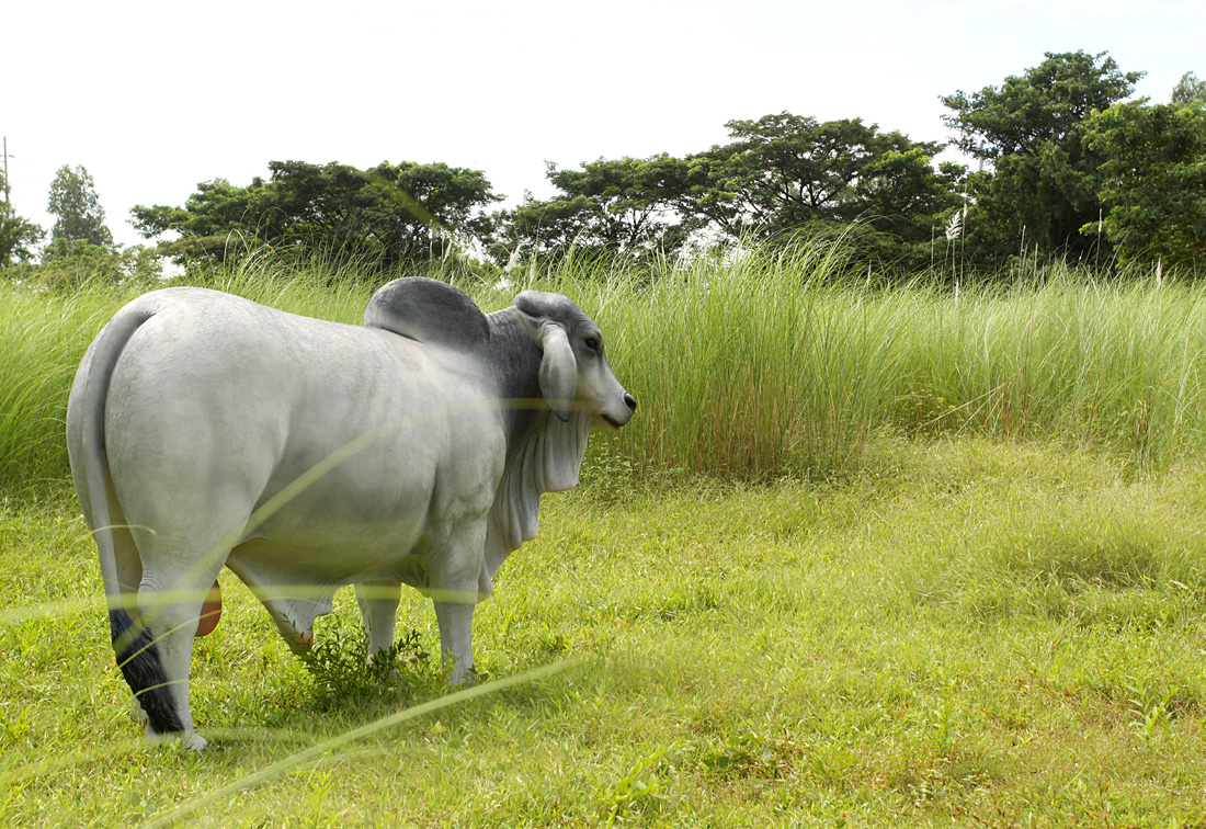 brahman bull figurine