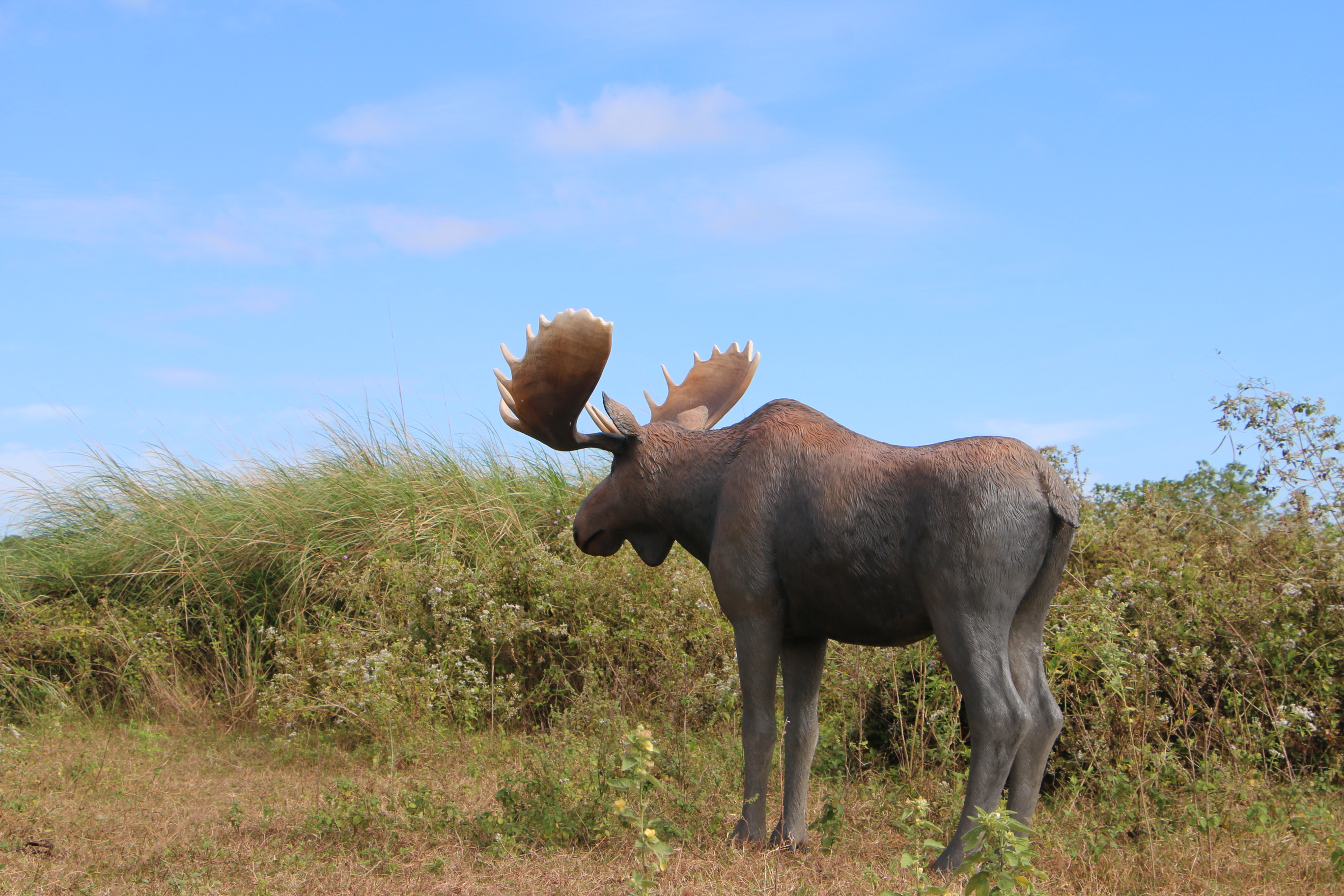 Life size moose statue