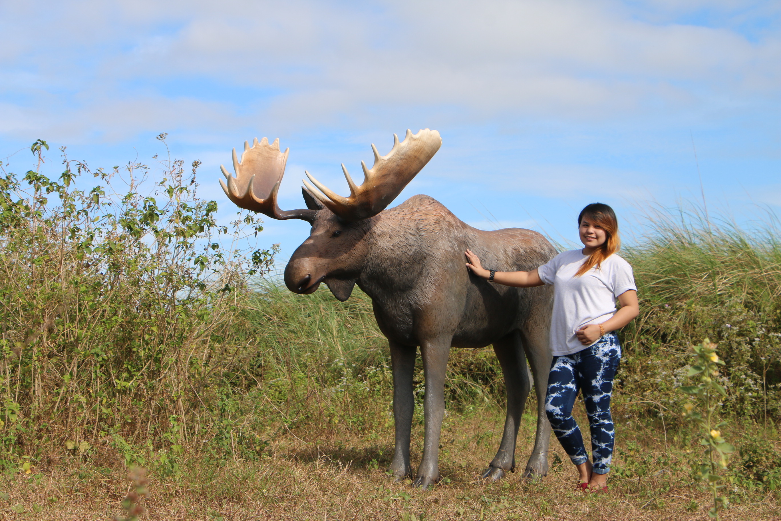 moose size