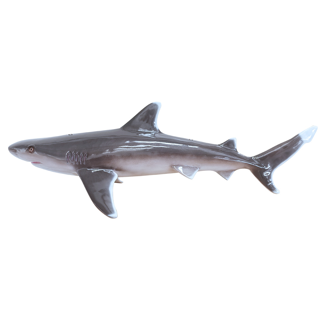 Silvertip Shark Life Size Statue Hanging 4FT