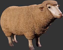 Merino Ewe Head Up Life Size Statue