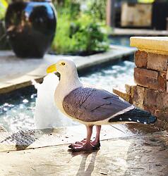 Seagull Statue Life Size