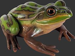 Green and Golden Bell Frog