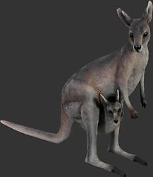 Kangaroo with Joey Statue