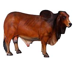 Brahman Bull Life Size Statue Brown