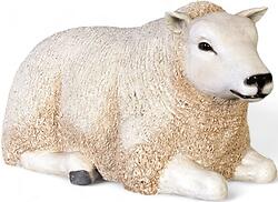 White Texel Lamb- Small - Resting