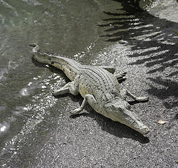 Crocodile Statue Life Size 4FT