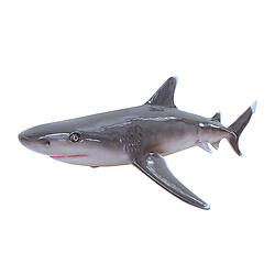 Silvertip Shark Life Size Statue Hanging 4FT