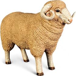 Merino Ram - Small