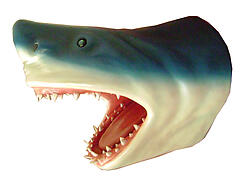 Shark Head Wall Mount 2FT