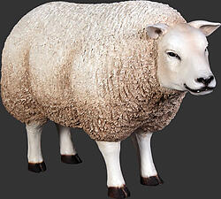 White Texel Sheep Head Up
