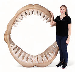 Huge Great White Shark Jaws Wall Mount