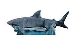 Great White Shark Bench on Waves 12 FT