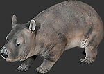 Hairy Nosed Wombat Statue- 3 Ft