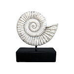 Nautilus Shell on Base Fossil