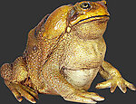 Cane Toad Statue