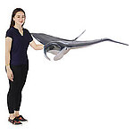 Manta Ray Life Size Statue Hanging Wing Down 5 FT