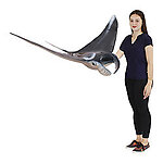 Manta Ray Life Size Statue Hanging Wing Up 5 FT