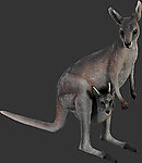 Kangaroo with Joey Statue