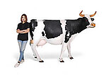 Holstein Cow Life Size Statue
