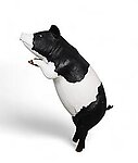 Pig Statue Life Size Standing