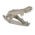 Crocodile Skull Fossil