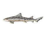 Leopard Shark Life Size Statue Hanging 4FT