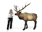 Elk Statue Real Size Museum Quality