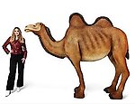 Camel Statue Life Size Two Humps Bactrian