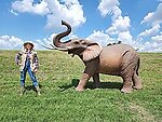 Elephant Statue Real Life Size Museum Quality 12 FT