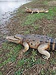 Caiman Alligator Life Size Statue 8FT realistic Museum Quality