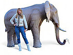 Elephant Fountain Statue Adult Real Life Size Museum Quality 10 FT