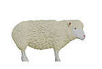 Sheep Statue Life Size 47