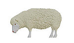 Sheep Statue Life Size Head Down 57