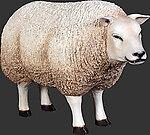 White Texel Sheep Head Up