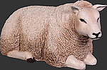 White Texel Sheep - Lying Down