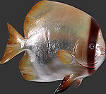 Batfish Wall Mount Fish Sculpture
