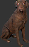 Dog Statue - Labrador - Sitting - Chocolate