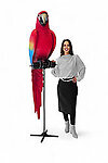 Parrot Red Macaw 6FT large with Metal Stand