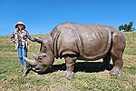 Rhino Statue Life Size 10FT Large